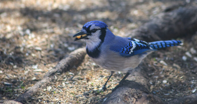 Blue Jay Holding a Peanut in Its Beak While Standing on the Ground