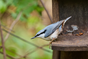 great tit parus major © smirs
