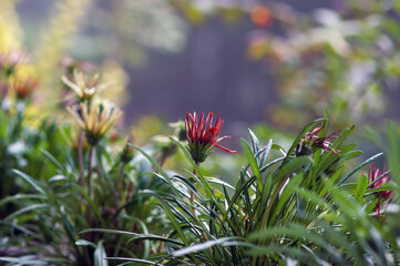 Kwiat pysznogłówki szkarłatnej (Monarda didyma,  bergamotka lub pysznogłówka dwoista). © Monika