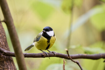 Fototapeta premium blue tit on branch