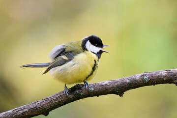 Obraz premium great tit parus major