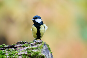 great tit parus major © smirs