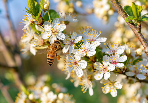 Closeup of honey bee pollinating white cherry blossoms