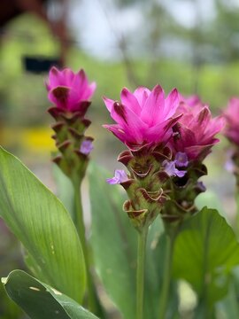 Close up of magenta Siam tulip bloom with water drops and tiny purple flowers among broad green leaves, Chiang Mai, Thailand