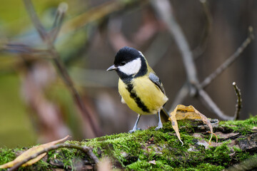 great tit parus major © smirs