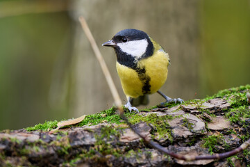 great tit parus major © smirs