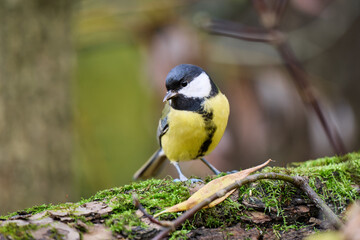 great tit parus major © smirs