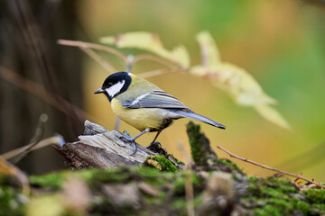 great tit parus major © smirs