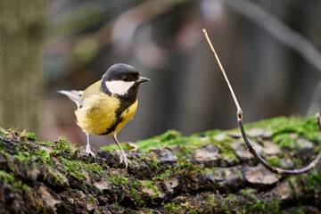 great tit parus major © smirs