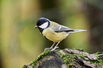 great tit parus major © smirs