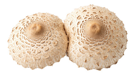 Two round parasol mushroom caps with nipple shape on a transparent background © Vitalo4ok