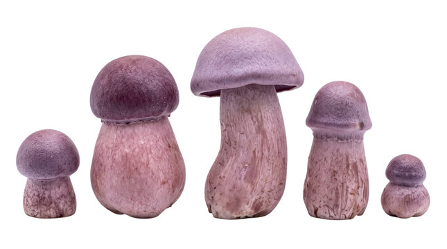 Five purple phallic mushrooms arranged in a row on a transparent background