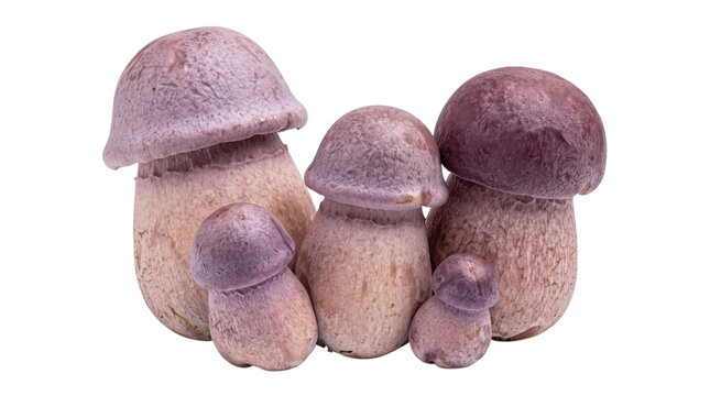 Five purple phallic mushrooms arranged in a cluster on a transparent background