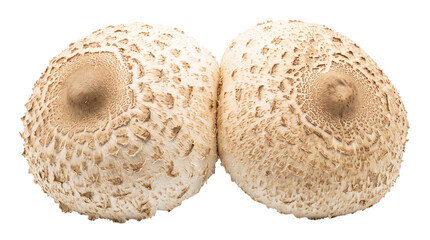 Two textured parasol mushroom caps resembling female breasts on a transparent background © Vitalo4ok