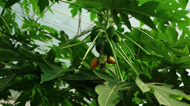 Papaya fruit growing on tree in greenhouse
