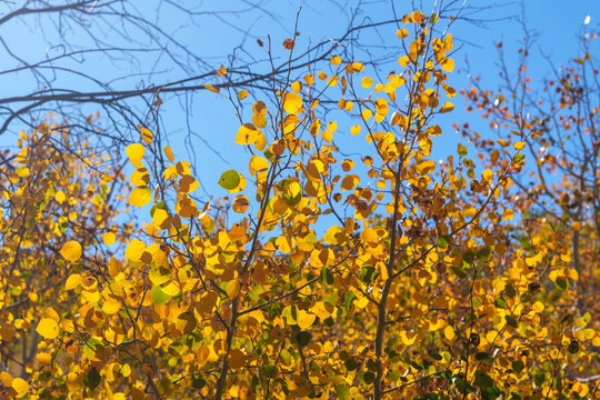 Colorful Autumn Leaves background with vibrant yellow, Orange, Red and green Aspen Leaves in the Nevada Desert