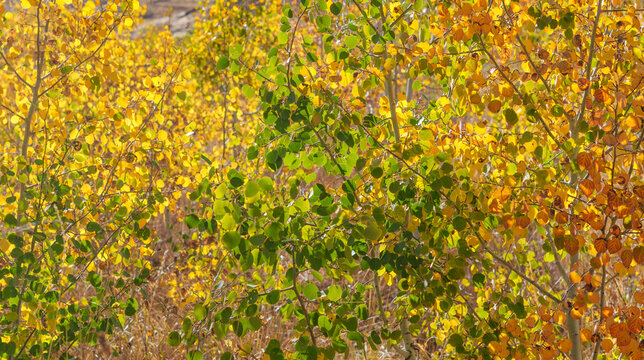 Colorful Autumn Leaves background with vibrant yellow, Orange, Red and green Aspen Leaves in the Nevada Desert