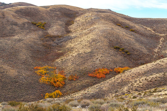 Colorful Autumn Trees background with vibrant yellow, Orange, Red and green Aspen Leaves in the arid mountains of the Nevada desert