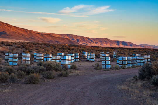Honey Bee Hives placed for pollinating crops in Kings River Valley in the Northern Nevada desert at sunset