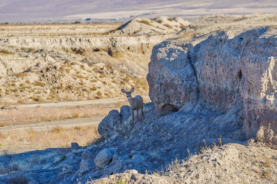 Young Mule Deer Buck in the Nevada desert