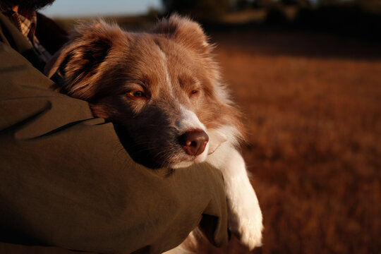 Horizontal close up shot of a cute brown and white border collie dog resting and sleeping in human arms, owner hugging tired pet, warm golden hour sunset light, autumn field blurred background