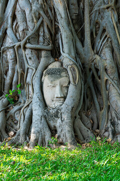 Buddha head entwined in banyan tree roots in Ayutthaya Thailand
