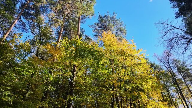 Tall pine trees and yellow maple foliage seen from below against a clear blue sky.
