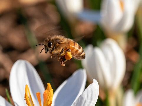 Honeybee carrying pollen hovering near white crocus flower