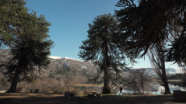 Lone hiker walks among tall araucaria by serene Ruca Choroi Lake with snow-capped mountains in the background. Neuquen, Argentina