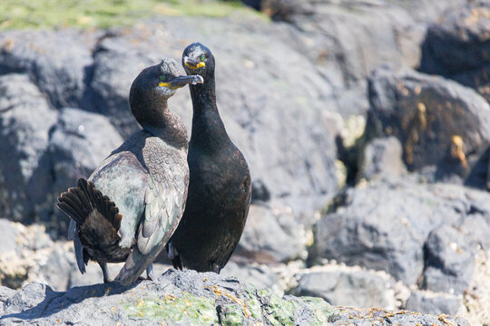 cormorants on the rocks of the farne islands