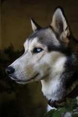 Profile Portrait Of A Gray And White Husky With A Blue Eye And Alert Ears © julian