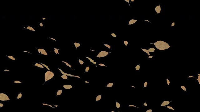 Dense brown leaves drifting diagonally down, alpha channel, 4K
