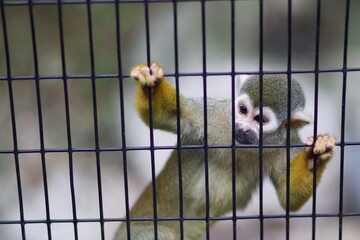 Squirrel Monkey Climbing On A Metal Cage With Its Hands Gripping The Wires © julian