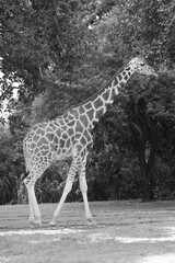 Black And White Giraffe Walking Past Leafy Trees On Open Ground © julian