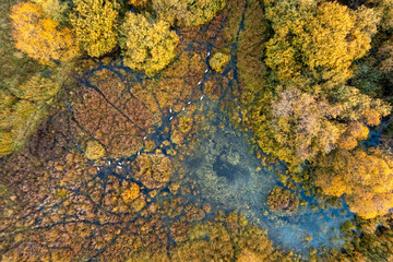Fototapeta premium Aerial view of cranes birds walking in a pond surrounded by autumn trees