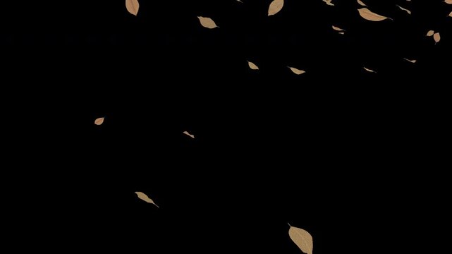 Sparse brown leaves drifting diagonally, alpha channel loop, 4K
