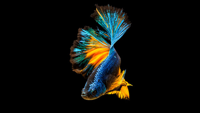 Vibrant Blue and Orange Siamese Fighting Fish with Flowing Fins on Black Background