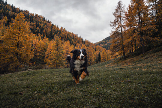 Tricolor dog running toward camera on grassy hillside with golden larch forest