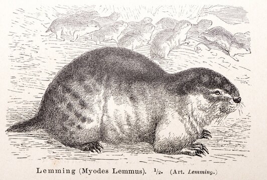 Norway lemming (Lemmus lemmus) (historical name: Myodes Lemmus), one animal in close-up in profile on the ground, several animals in the background, historical illustration in black and white from Meyers encyclopedia 4th edition 1889 and 1890, Germany