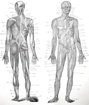 The Muscles of Man, 1895, digitally restored reproduction of an original 19th-century original