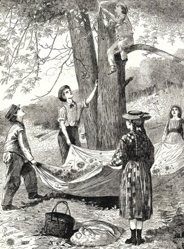 The Harvesting and Gathering of Chestnuts, c. 1870, Italy, Historical, digitally restored reproduction from a 19th century original