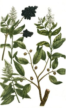 Botany, plants, a. Lignun indicum syn Cassia cariopyllata, clove cinnamon, b. Ligustrum officinale, dogwood, c. Ligustrum monstrosum, privet, d. Ligustrum vulgare, common privet, Historical, authentic, digitally restored reproduction from a 19th century original, Record date not stated
