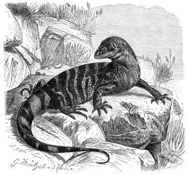 Rock monitor (Varanus albigularis), Cape monitor, species of pangolin, Historic, digitally restored reproduction from a 19th century original