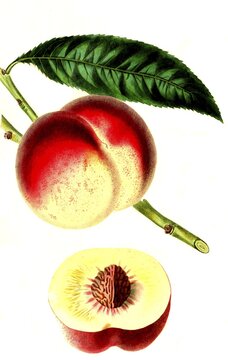 Peach, peach variety, the royal georg peach, digital reproduction of an original from the 19th century, original date unknown