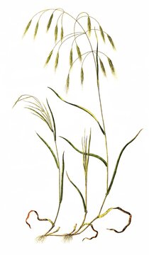 Pigeonpea (Bromus) sterilis, is a species of plant from the family of sweet grasses, digitally restored reproduction of an original from the 19th century, exact original date not known