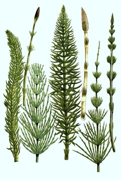 Various horsetails, various horsetails, snake grass, puzzlegrass (Equisetum), digitally retouched illustration from Phytanthoza iconographica by Johann Wilhelm Weinmann, painter Bartholom&auml;us Seutter and engravers Johann Jakob Haid and Johann Elias Ridinger, 1740