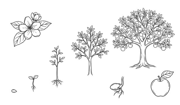 Apple Tree Life Cycle Growth Stages from Seed Germination and Seedling to Flowering Fruit Bearing Tree with Botanical Outline Illustration