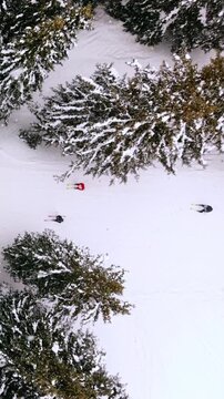 Skiers in red and blue jackets between spruce trees. Skiers with poles on a narrow groomed run, conifer branches loaded with fresh snow and parallel ski tracks on the surface. Vertical video.