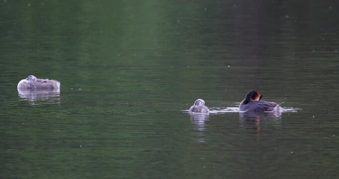 Great crested grebe family with adult preening feathers resting with two chicks of different ages on calm lake surface during evening light slow motion