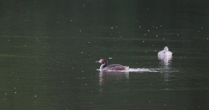 Great crested grebe family with adult preening feathers resting with two chicks of different ages on calm lake surface during evening light slow motion